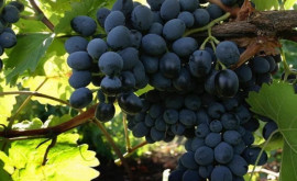 Кто больше всего покупает винограда у Молдовы