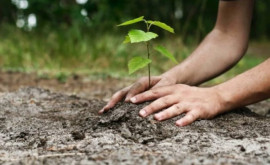 Agenția de Mediu din Moldova anunță plantarea unor specii de copaci incluse în Cartea Roșie