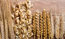 Урожай пшеницы и ячменя сократился вдвое