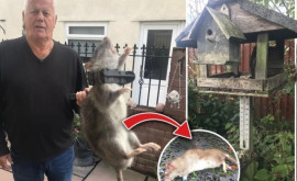 Un bărbat a prins un șobolan mare cît un câine în grădina sa