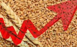 Prețurile mondiale la grîu au crescut brusc