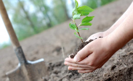Зеленый город Кишинев Примэрия намерена посадить в столице 60 тыс деревьев и кустарников