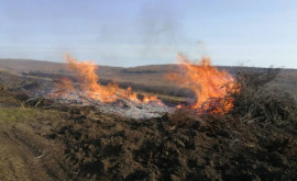  За сжигание растительных отходов наложены штрафы в размере 10 000 леев