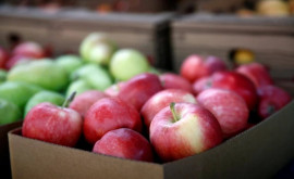 Более 100 тысяч тонн яблок на складах отечественных производителей