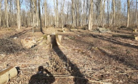 Defrișare uriașă întro pădure din Dondușeni