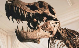 O nouă specie de dinozaur a fost descoperită în Geoparcul Țara Hațegului