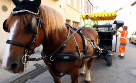 Caii înlocuiesc vehiculele motorizate în micile oraşe din Franţa