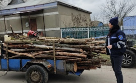 Defrișări în pădurile de la Ocnița și Soroca Poliția a aplicat amenzi