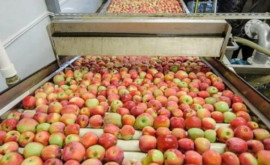 Неожиданный эффект блэкаута в яблочном секторе Молдовы