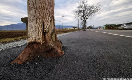 Uimitor Pe o șosea din România copacii au crescut prin asfalt