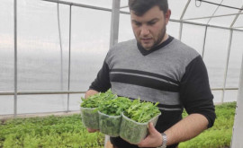 Молодой бизнесмен выращивает овощи и клубнику в энергоэффективной теплице