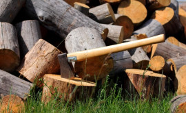 UE va interzice importul de bunuri produse după defrișarea pădurilor