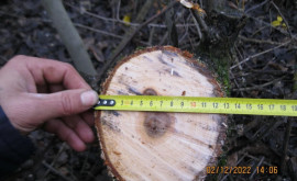 Инспекторы из Сорок выявили незаконную вырубку деревьев