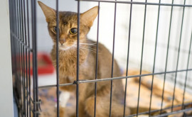 В НьюЙорке с 2024 года запретят продавать собак и кошек в зоомагазинах