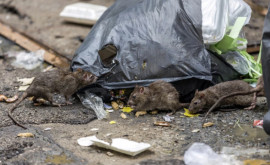 Consecințele neplăcute ale covidului Strasbourg atacat de șobolani