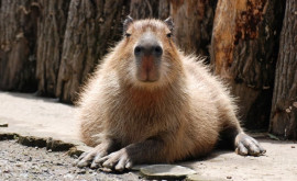 Capybarele de la Grădina Zoologică din Chișinău au pui