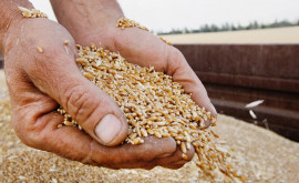 Exportul de cereale din Moldova a crescut cu 50 datorită reexportului din Ucraina