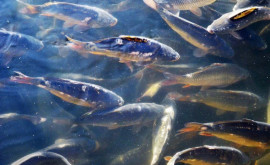 Parlamentul a adoptat o lege care ucide piscicultura și deschide larg ușile pentru corupție 