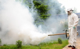 Primăria Chișinău începe lupta cu insectele care provoacă boli grave