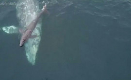 Самка серого кита родила детеныша рядом с лодкой наблюдателей