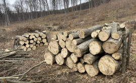 Defrișări ilegale de copaci în apropiere de Lozova Ne vor lăsa fără păduri
