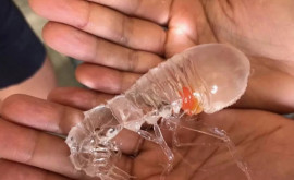O creatura marină transparentă ia prin surprindere internetul