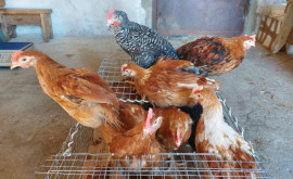 Fermele avicole unde au fost înregistrate cazuri de salmonela riscă să dea faliment