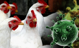В Молдове реализуется программа по борьбе с птичьим гриппом