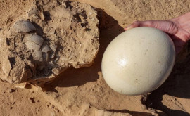 Страусиные яйца возрастом более 4000 лет обнаружены в Израиле