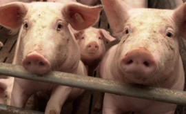 В Молдове зарегистрирован новый очаг чумы свиней