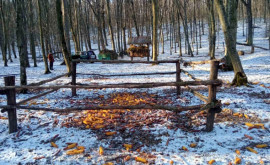 Moldsilva заботится о диких животных зимой
