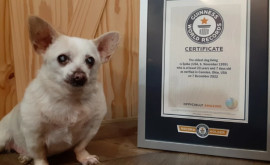 Cartea Recordurilor Guinness a desemnat cel mai bătrîn cîine din lume