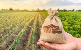 В Молдове возобновили выплату субсидий аграриям 