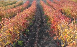 Молдова занимает первое место в мире по плотности виноградников на душу населения 