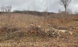 Pădurile Moldovei întrun continuu pericol Apelul fundației Ecodava