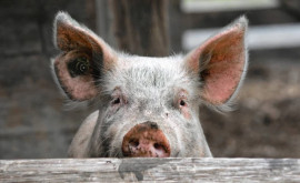 В Молдове выявлены вспышки африканской чумы свиней