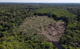 Studiu O treime din pădurea amazoniană degradată de activitatea umană şi secetă