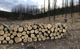 Небытовые потребители смогут приобрести до 200 метров складометров дров