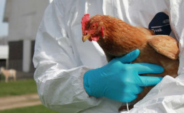 Агентство по безопасности продуктов запретило продажу куриных цыплят