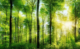 Copacii ar putea reduce cu o treime mortalitatea cauzată de caniculă în zonele urbane studiu