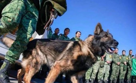 В Турции погибла собакаспасатель искавшая людей под завалами
