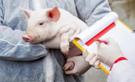 В Молдове выявлено несколько случаев африканской чумы свиней