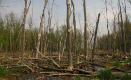 Министр Вырубка леса в Молдове будет отслеживаться спутником