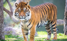 В британском зоопарке родились два суматранских тигренка