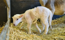 Un animal cu șase picioare sa născut întro fermă din Germania