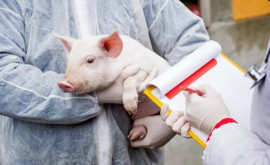 В Республике Молдова выявлены три вспышки африканской чумы свиней