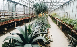 Изза рекордно теплой зимы в ботаническом саду Кишинёва страдают растения