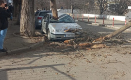 Un copac a căzut peste o mașină parcată în centrul capitalei