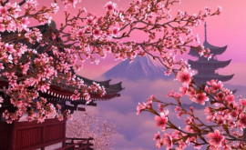 În Japonia a înflorit prima sakură