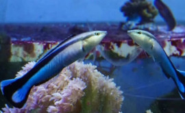 Specia de pești care își recunoaște imaginea în oglindă 
